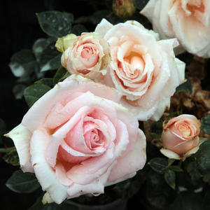 Jaune clair - rosiers hybrides de thé